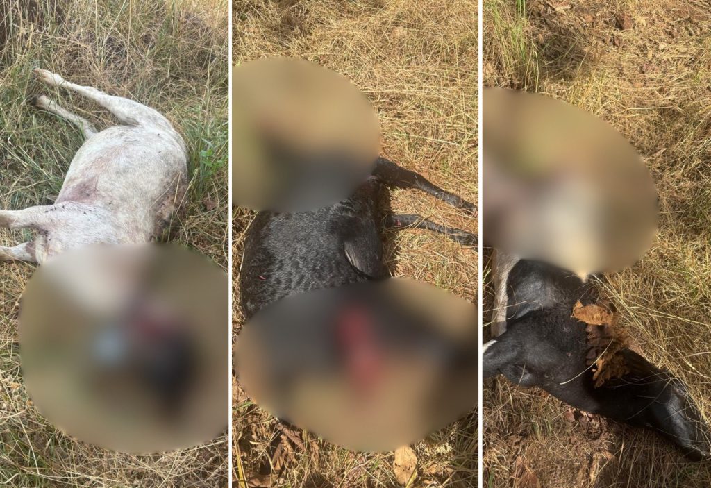 Carneiros e cachorros são atacados por onça na zona rural de Palmas, dizem moradores